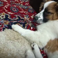 گمشده سگ مژدگانی۳میلیونی