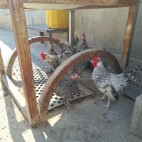 جوجه رزکامپ های کوکو اصلی