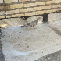 کفتر پرشی|پرنده|تربت جام, جامرود|دیوار