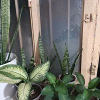 گل وگیاه طبیعی|گل و گیاه طبیعی|دهدشت, |دیوار