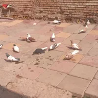 کبوتررنگی