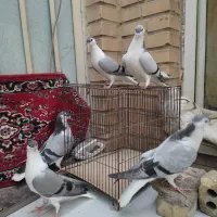 جفت کبوتر شیرازی با جوجه هاشون|پرنده|سوسنگرد, |دیوار