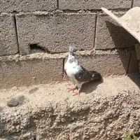 کبوتر