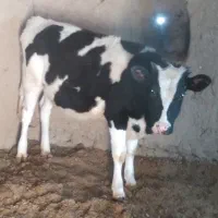 گوساله ماده|حیوانات مزرعه|مود, |دیوار