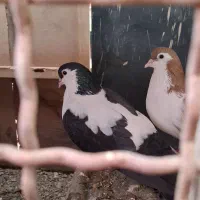 کبوتر جفتکاه|پرنده|مشهد, شهرک صنعتی توس|دیوار