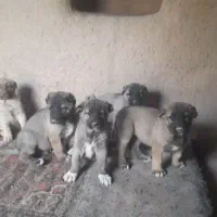 سگ عراقی سرابی