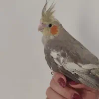 عروس هلندی|پرنده|شیراز, علی آباد|دیوار