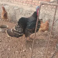 بوقلمون ‌نر|حیوانات مزرعه|خسروشاه, |دیوار