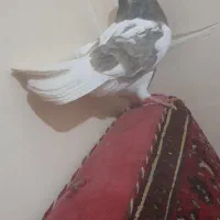 طاووسی طوقی سخریچ|پرنده|اهواز, حصیرآباد|دیوار