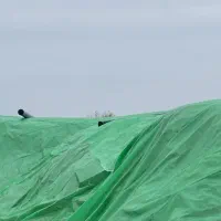 علوفه سیلوی