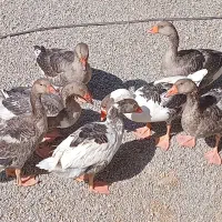 غازولوازم غیره منزل