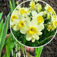 گلخانه|خدمات باغبانی و درختکاری|مسجد سلیمان, |دیوار