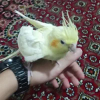 عروس هلندی پرنده|پرنده|همدان, |دیوار