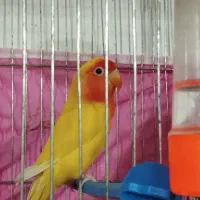 فروش جفت مولد کوتوله زرد آماده تخمگذاری|پرنده|فردوس (خراسان), |دیوار