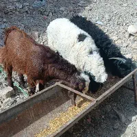 انواع بره کره میش گوشتی  بفروش می‌رسد زابل باهنر|حیوانات مزرعه|زابل, |دیوار