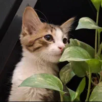 واگذاری گربه|گربه|تهران, صاحب الزمان|دیوار