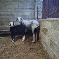 گوسفند جوان بره دار با بره نر|حیوانات مزرعه|گنبد کاووس, |دیوار