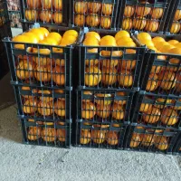 پرتقال نارنگی نارنج|عمده‌فروشی|بابل, |دیوار