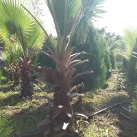 پالم و کامیس نوک دار داخل زمین یکجا فروخته میشود|گل و گیاه طبیعی|رودسر, |دیوار