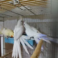 عروس هلندی طوطی|پرنده|نجف‌آباد, شیخ بهایی جنوبی|دیوار