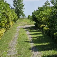 زمین-باغی-سند-دار-در-روستای-لالم-ضیابر