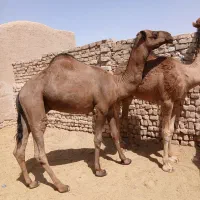 حره شتر|حیوانات مزرعه|کاشان, دشت لتحر|دیوار