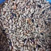 پاچه باقالی خشک شده مخصوص کاشت ۴۵ روزه