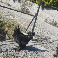 خروس برهما|حیوانات مزرعه|چمستان, |دیوار