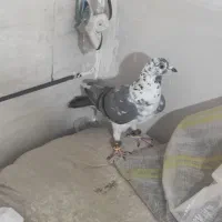 کفتر بزک ماده