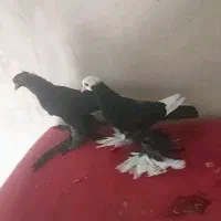 سیاه کاگیلی ابلاغ سیاه