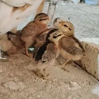 جوجه گلین لری