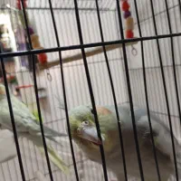 معاوضه ماده عروس هلندی با نر|پرنده|تهران, مشیریه|دیوار