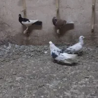 یهودی سیاه ماده باسار کاکلی نر  و2تا  ماده آلمانی