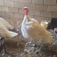 بوقلمون بیوتی