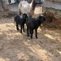 گوسفند دوقلوزا