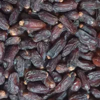 خرما ،پخش کلی وجزئی انواع خرما مجلسی