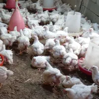 با سلام ۲۵۰عدد مرغ وخروس گوشتی