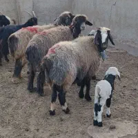 ۳میش بره داروقوچ و بز|حیوانات مزرعه|شیراز, علی آباد|دیوار