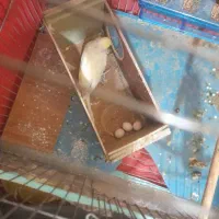 یک جفت مرغ عشق مولد