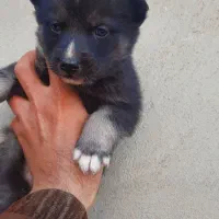 توله هاسکی سیبرین|سگ|خرم‌آباد, |دیوار