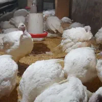 فروش بوقلمون پرواری بیوتید|حیوانات مزرعه|تفرش, |دیوار