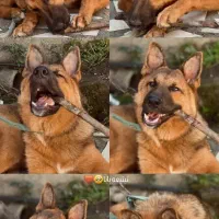 توله سگ ژرمن