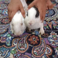 سلام دو خرگوش زرنگ و سالم دانه ۱۰۰ جفت ۲۰۰