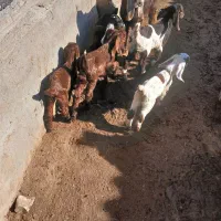 بز جنس|حیوانات مزرعه|نصر آباد, |دیوار