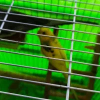 یک جفت عروس هلندی و یکدانه مرغ عشق|پرنده|تاکستان, |دیوار