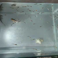 ماهی ،اکواریوم|ماهی|گنبد کاووس, |دیوار