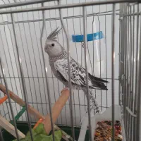 عروس هلندی ایزابلا دستی|پرنده|ایلام, |دیوار