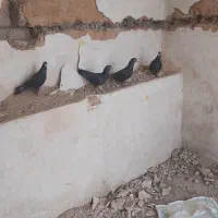 سیاه پلاکی زاغ پلاکی مسافتی|پرنده|شیراز, شهرک پرواز|دیوار