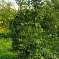 گارگاه باغچه صدتضمینی100