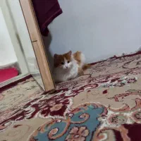 گربه|گربه|مراغه, |دیوار